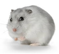 winter-white-hamster